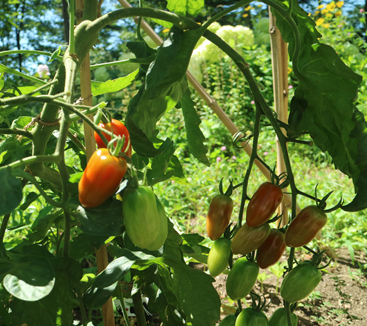 tomatojpg.jpg