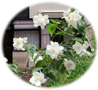 白い花.png